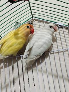 Love Bird Breeder Pair and budgies pair