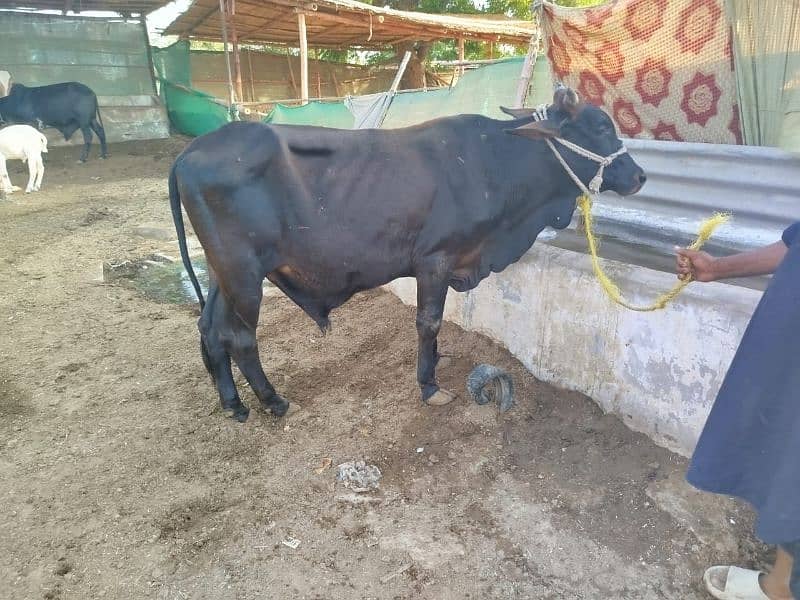 bachre bachiya bhens for sell 0