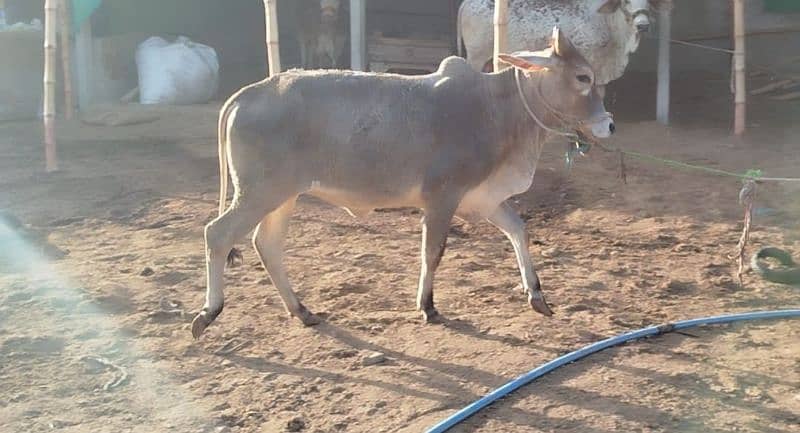 bachre bachiya bhens for sell 1