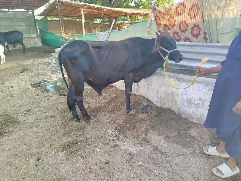 bachre bachiya bhens for sell 2