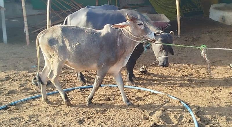 bachre bachiya bhens for sell 3
