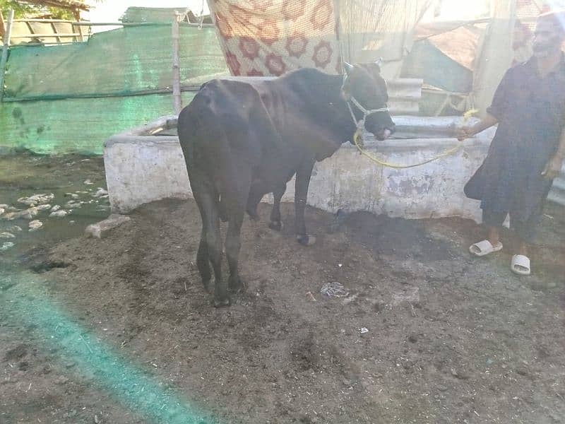 bachre bachiya bhens for sell 4