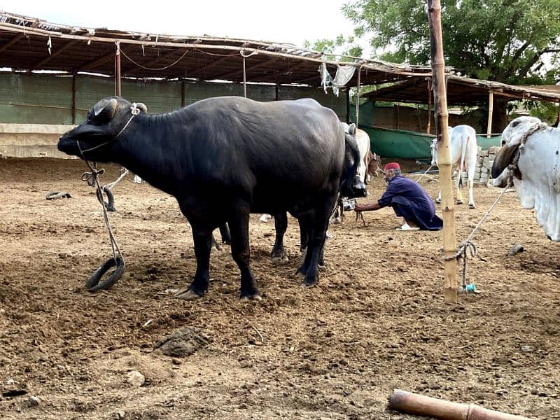 bachre bachiya bhens for sell 5