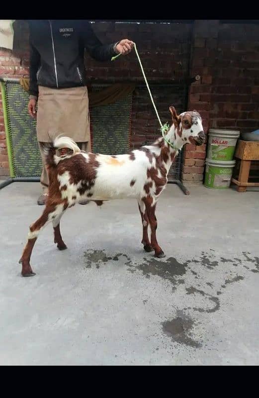 barbari Bakra. . . . 03205454284 is number py hii rabta Kary shukriya 1