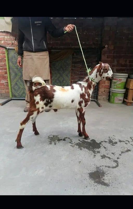 barbari Bakra. . . . 03205454284 is number py hii rabta Kary shukriya 2