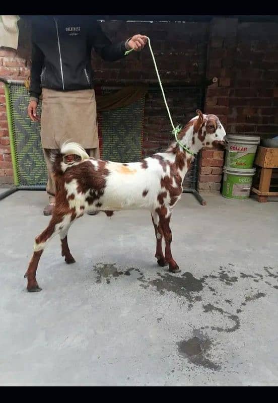 barbari Bakra. . . . 03205454284 is number py hii rabta Kary shukriya 3