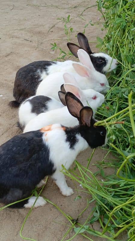 White and black spot rabbits 0