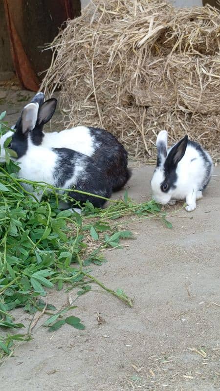 White and black spot rabbits 1