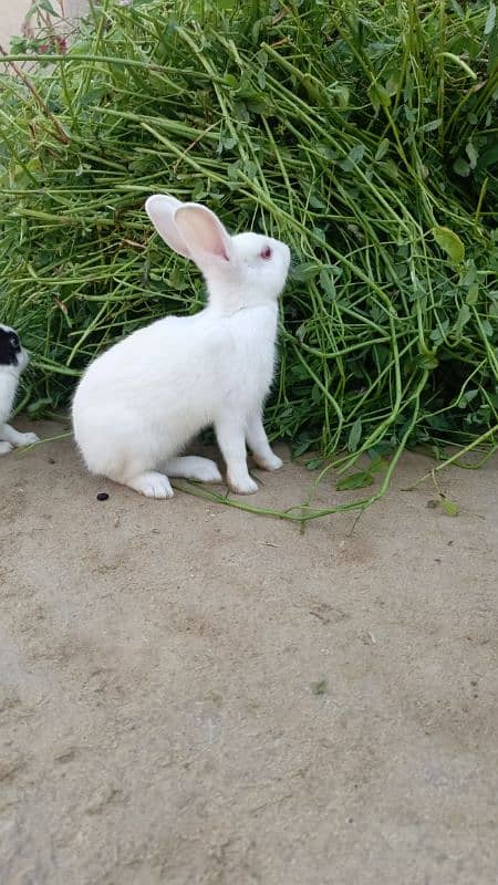White and black spot rabbits 2