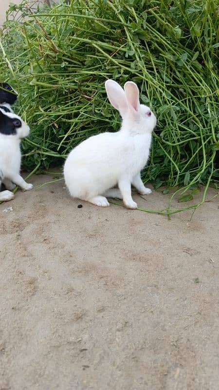 White and black spot rabbits 3