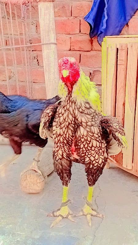aseel mianwali braider murga jis bhai ko samj ay wo he rabta kary 0