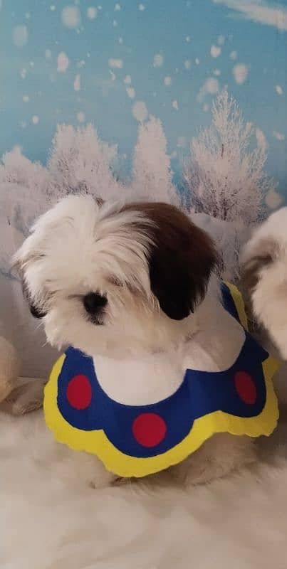 Shihtzu male pup 1