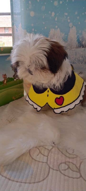 Shihtzu male pup 2
