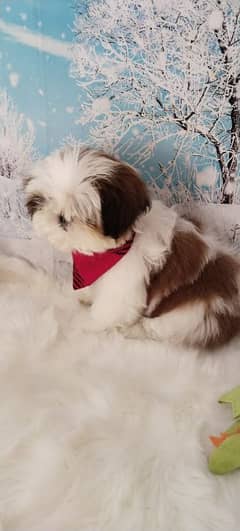 Shihtzu
