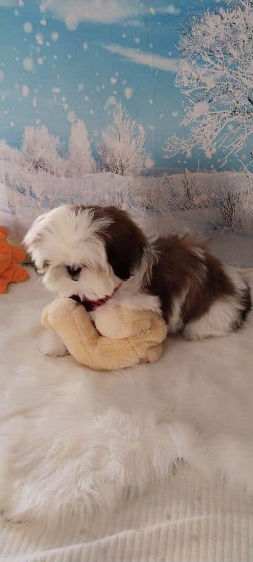 Shihtzu male pup 3