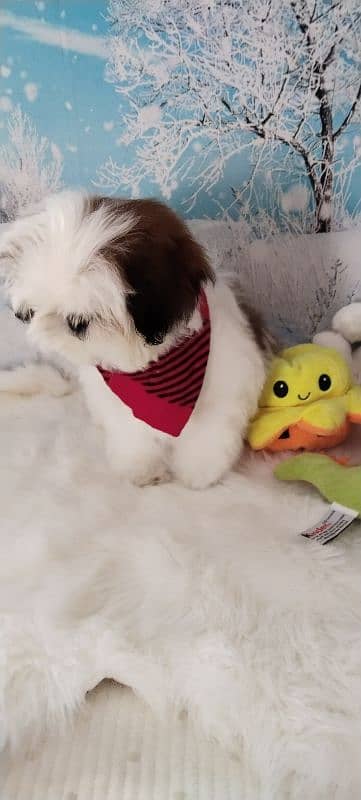 Shihtzu male pup 4