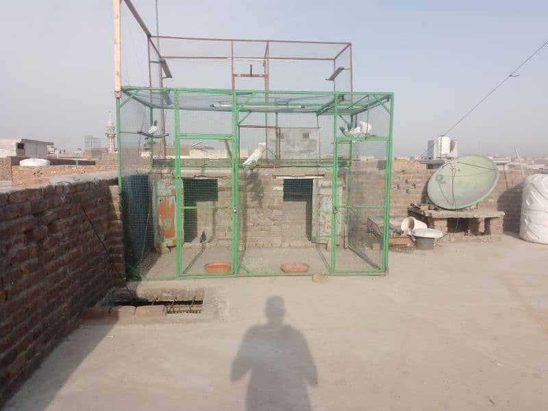 Full setup with pigeon for sale 0