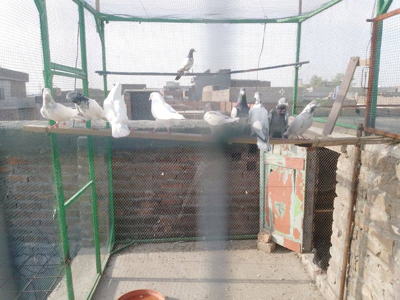 Full setup with pigeon for sale 6