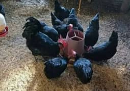 Australorp
