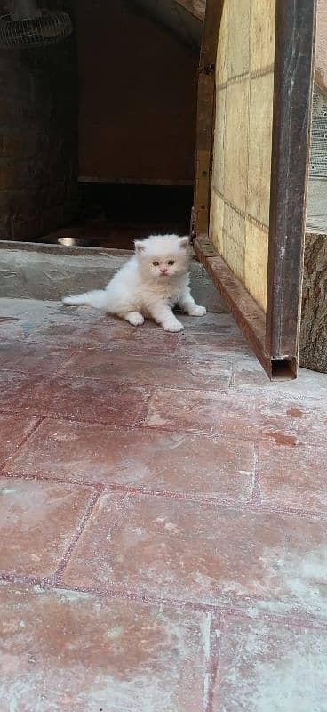 persion tripple cotted kitten available for sale 2