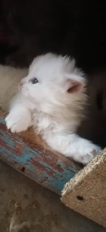 persion tripple cotted kitten available for sale 3
