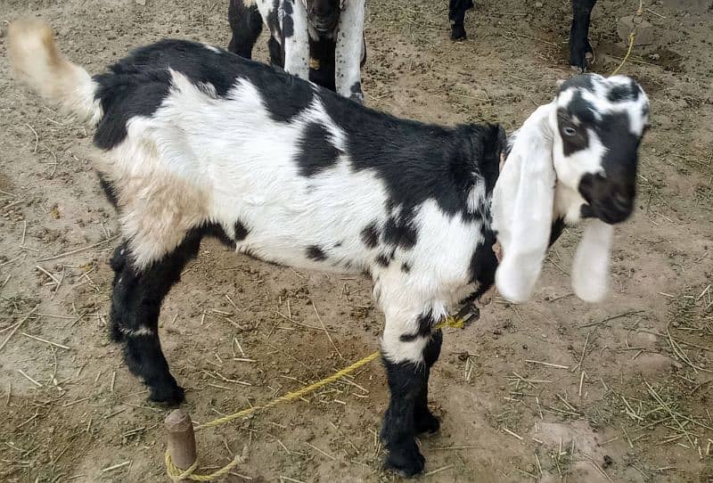 ma Sha Allah 02 Bakra  ek bakri 2
