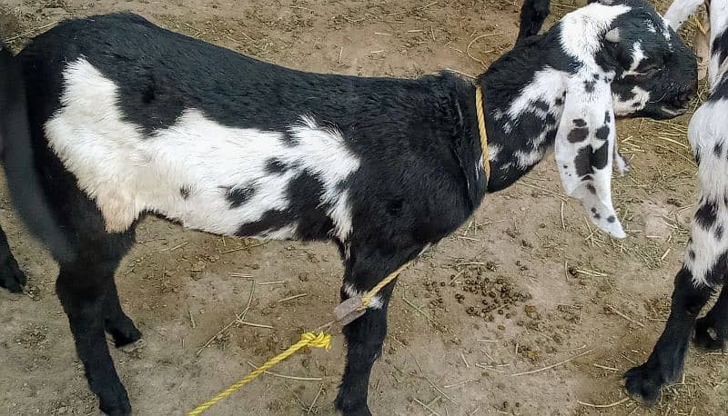 ma Sha Allah 02 Bakra  ek bakri 3
