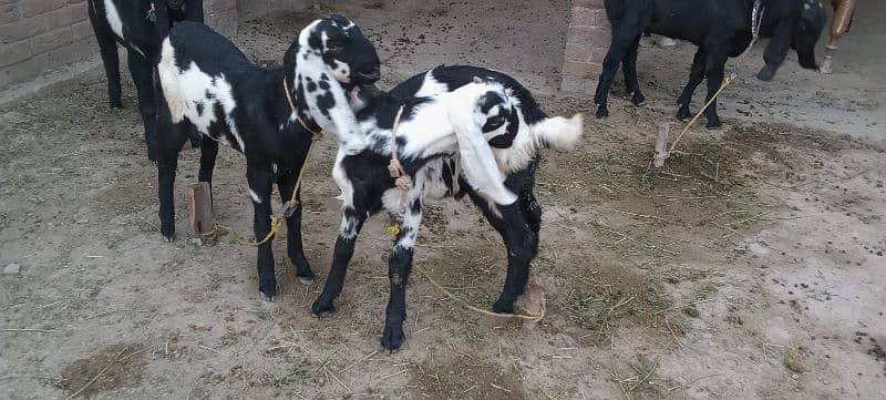 ma Sha Allah 02 Bakra  ek bakri 4