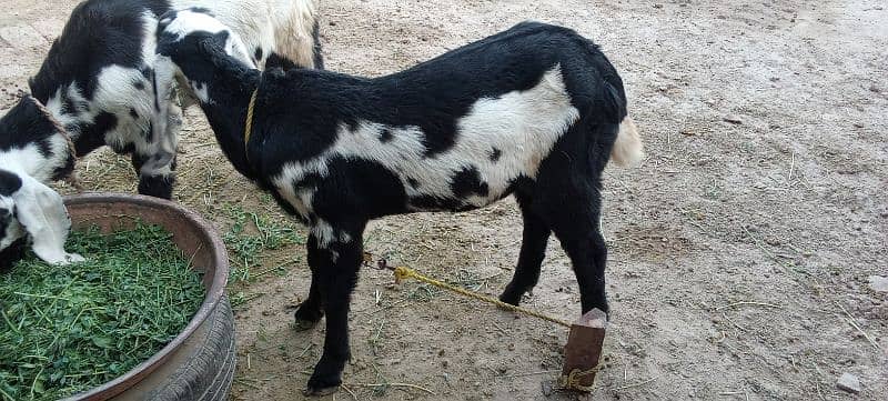 ma Sha Allah 02 Bakra  ek bakri 5