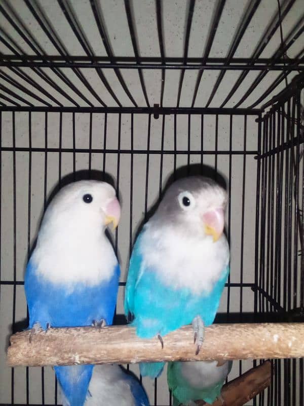 3 pairs of lovebirds 0