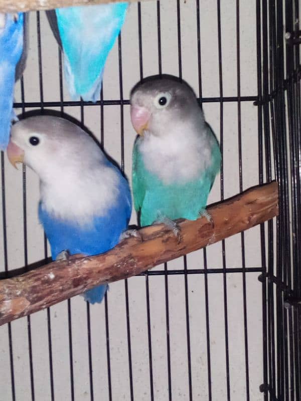 3 pairs of lovebirds 1