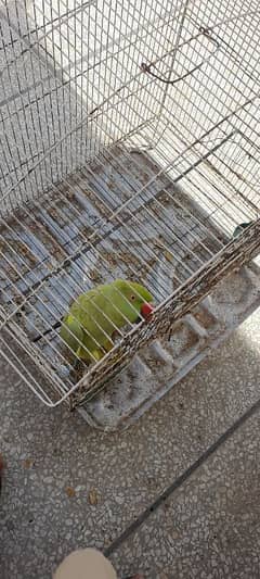 home breed parrot