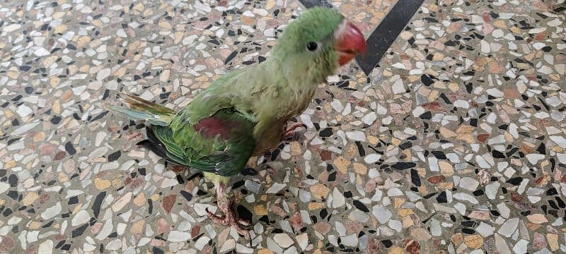 Raw And Ringneck 1