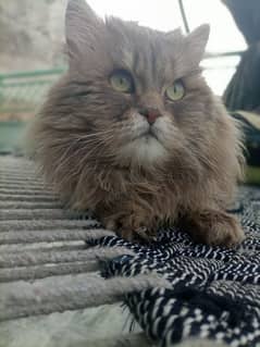 my chinto for sale