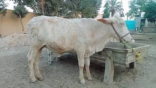 Nukhri
