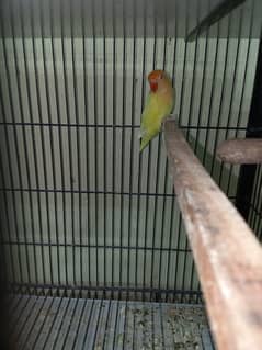 ulbaino with crimino pair also have eggs and babies
