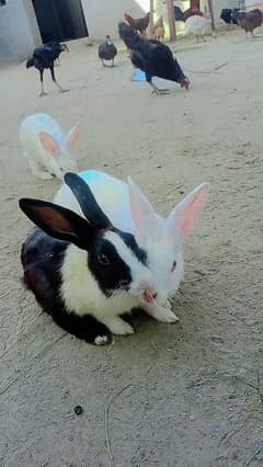 Rabbits