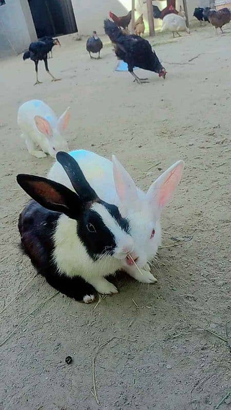 Rabbits 0