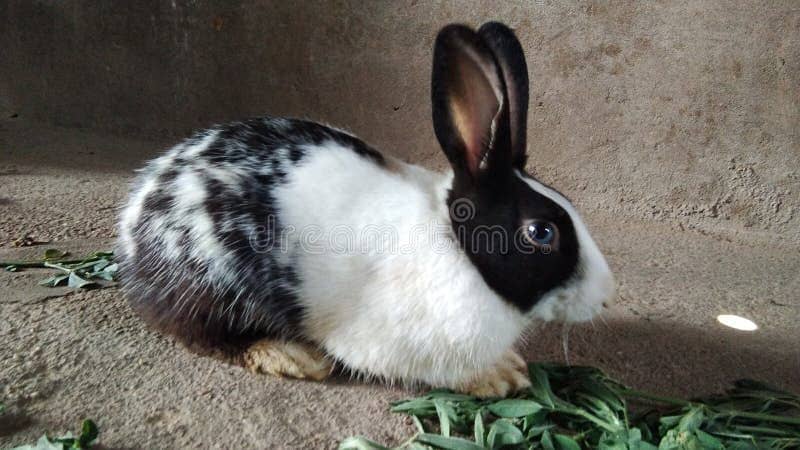 Rabbits 1