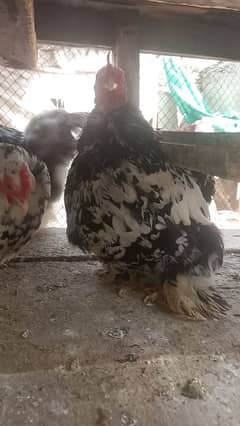 japanese bantam, and aseel chicks 4 month age.