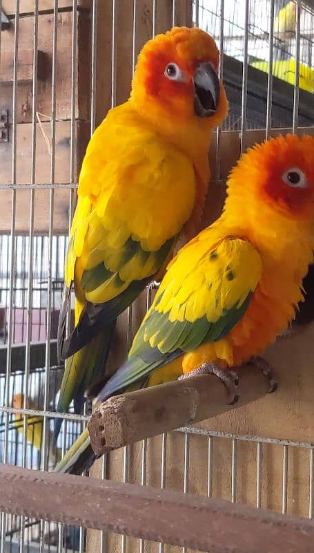 suncnour breeder pair 100% fertile 1