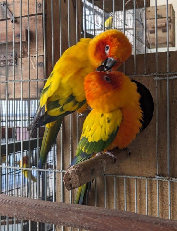 suncnour breeder pair 100% fertile 0