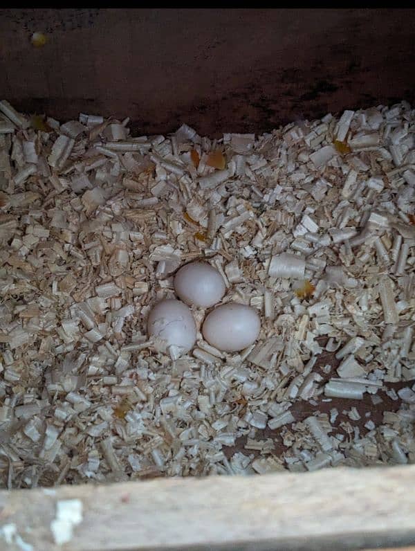 suncnour breeder pair 100% fertile 2