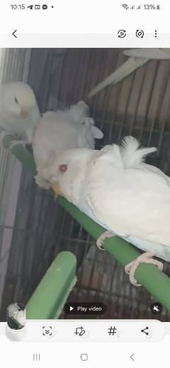 back fril and spangle
