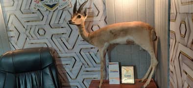 premium deer