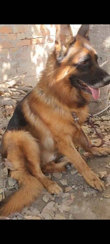 German Shepherd Male Available for Sale 2