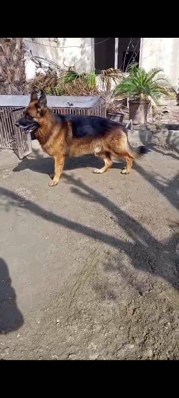German Shepherd Male Available for Sale 3