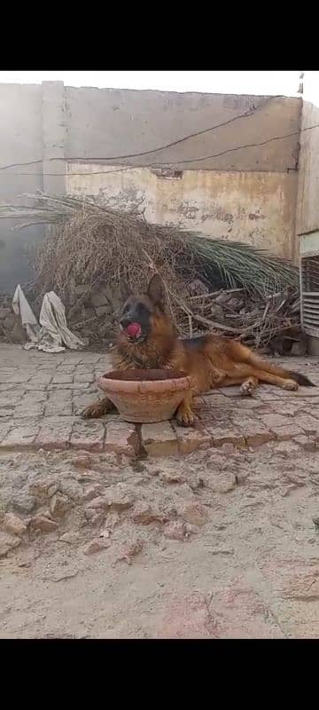 German Shepherd Male Available for Sale 4