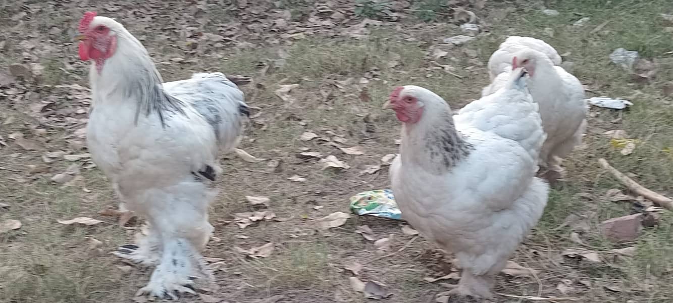 Fertile eggs and chicks Ligh Columbian Brahma & Golden Heavy Buff 3