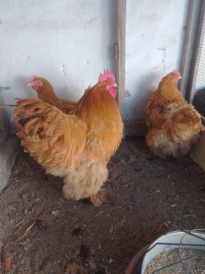 Fertile eggs and chicks Ligh Columbian Brahma & Golden Heavy Buff 5